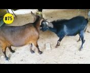 Rustic Goat Farm