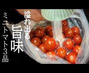 プチトマトヌードモデル Yahoo!知恵袋 - Yahoo! JAPAN
