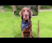 All Funny Animals