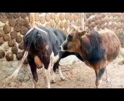 Yak VS Cow