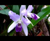 Sveta Weisgerber Orchid Passions in Deutschland