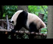 Qiyi rides a panda to school rolli