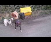 Foxy&#39;s Furry Friends - Dog Walking u0026 Pet Care Services Bingley