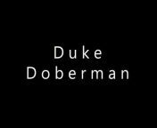 Duke Doberman