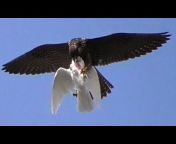 Falcon Peregrine and Pigeons