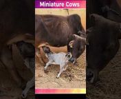 Mini Cows