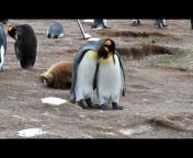 Penguins International