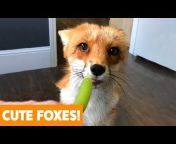 Funny Pet Videos