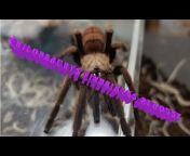 HD Arachnids