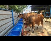Ravi dairy farm morinda