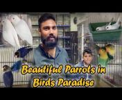 Paradise Birds Information Official