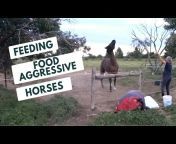 Basic Horse Training