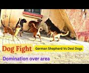 DANNY- German Shepherd Dog (GSD)