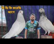 BD Pigeons Lover