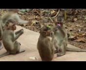 Monkeys Asia-Daily