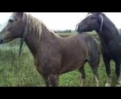 Secret Animals - Equestrian Professional Academy