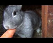 Кролиководство