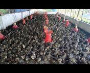 Binod poultry