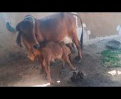 RS Dairy Farm Jaipur Rajsthan