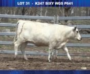 DOB: 15/4/2018 SIRE: MAUNGAHINA KIDMANS COVE DAM: WGS H26 OUR FEATURE FEMALE AND WORTHY OF THE TITLE. SELLING TO THE HIGHEST BIDDER, 22ND FEBRUARY 2020. TOOWOOMBA SHOWGROUNDS. INSPECTIONS FR0M 3PM, AUCTION FR0M 6PM (online with elite livestock auctions) COME AND CHECK HER OUT.