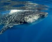 Whale shark - Requin baleine (Rhincodon typus), Yucatan peninsula, Mexico.nwww.vincentpommeyrol.comnnThe whale shark (Rhincodon typus) belongs to the family of Rhincodontidae. It is the biggest present cartilaginous fish on the planet. He arranges a massive body from 3 to 15 meters length for 2 to 12 tons weight (some of them can reach 20 meters for 34 tons). The livery of this fish in checkerboards is very characteristic. The stomach and the bottom of fins is white. His mouth, being able to rea