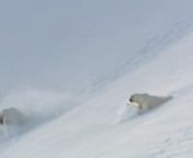 Animaux d&#39;ordinaire solitaires, les ours polaires se battent et se font la cour au mois de juin. La femelle, qui élève seule ses petits pendant deux ans, cherche un mâle équipé de bons gènes : elle défie son prétendant à toutes sortes d&#39;exercices...nnPiste audio : The XX - IntronPiste vidéo : https://www.youtube.com/watch?v=nB7gS5IcD84&amp;t=120s (BBC Earth)