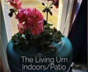 The Living Urn Indoors / Patio is a beautiful indoor planter cremation urn option for those who want to grow a plant memorial or bonsai tree memorial indoors or on a patio.