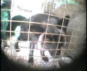 Warning: Images are graphic and disturbing. This video includes shots of a Midwestern factory fur farm and animals being killed by anal electrocution.