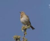 Tree pipit from pipit