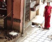 En el medio del Rajastán, cerca de la ciudad de Bikaner en India se encuentra en famoso Templo de las Ratas de Karni Mata. Allí miles de pequeños ratoncitos son los dueños del templo. nnPara leer la nota completa: nnhttp://periodistasviajeros.com/karni-mata-el-templo-de-las-ratas-bikaner-india/