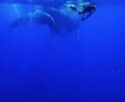 reunion baleine 2014 escapade plongee