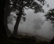 Hauch, loop (12 min, HD, 16:9, ohne Ton; demo: 7 min), Projektionsgröße min.: 200 x 300 cmnnu2029Durch dunkle Bäume hindurch blicken wir auf eine kleiu2029ne Lichtung inmitten eines Waldes. Nur schemenhaft sind im Hintergrund knorrige Bäume zu erkennen; dichter Nebel liegt über der Landschaft. Eine märchenhaft-mystische Aura bestimmt die Szenerie.u2029 Was zunächst wie ein statisches Bild erscheint, entpuppt sich bei längerem Hinsehen als Videoprojektion. Sanft bewegen sich die Blätter