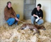 Keep in mind the foal is not fully anesthetized and can kick or wake up if stimulated. The reference for this procedure in found in the American Journal of Vet Research 2012 Dec 73 (12), 1881-9. Use at your own risk. This is not a training video but sharing information on this technique for your interest only.nnAge: Foals must be under 3 days of age nContraindications: oals that have never stood or have any of the following: a rib fracture, respiratory distress, shock, sepsis, signs of prematuri