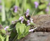 Mid-morning in the garden, the bees were scouring the mint flowers. Aubagne, France.nMusic is