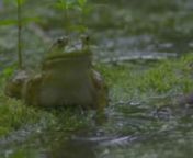 During a torrential downpour at Robert Frost Farm, I ventured into the forest which hides a frog pond and decided to film Bullfrogs in slowmo using my Photron Fastcam BC2 HD camera. In hindsight I should have at least bought an assistant as the rain was severe and the gear was heavy and awkward to carry by myself.Also I had to make a custom rain cover for the camera, Pix240i and the lens.nnAs a kid I always wanted to shoot wildlife documentaries, etc as Wild America and other shows were my f