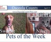On this edition of Pets of the Week, say hello and goodbye to Nikey who has been adopted, and hello to Sweetie!Our volunteers spend quite a bit of their time socializing cats and working on basic obedience with dogs. In this video, volunteer Gladys and Bailey are working with Sweetie. Tami will tell you about Sweetie and other animals currently at the shelter, as well as the Community Appreciation Day event which takes place this weekend.nnSweetie (A206052) is just like her name, a sweet, one