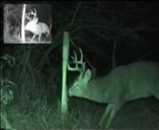 A whitetail buck rubs his antlers on a favorite post during the rut.nnThe video was taken using two passive infrared (PIR) triggered camcorders set up to record from different angles simultaneously.nThe main clip was recorded with a Sony TRV 65 camcorder triggered by a Wildtronix Cyclops PIR sensor control board and a Whitetail Supply 140 LED kit using 850 nm infrared LEDs was used for illumination.nA Pixcontroller DVReye kit using a 64 LED (850 nm infrared LEDs) camera with a 3.6 mm lens record