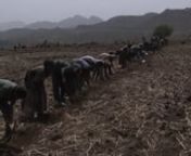 This video shows communities in Ethiopia&#39;s Amahara region working on a variety of water harvesting structure along roadsides, to capture the runoff from the roads to store it in ponds, recharge groundwater, or enhance soil mositure.nnMore info: http://www.roadsforwater.org/ nProduced by: Amhara Regional GovernmentnYear: 2015nLanguage: AmharicnRegion: Ethiopia, East Africa