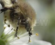 Get 100&#39;s of FREE Video Templates, Music, Footage and More at Motion Array: http://bit.ly/2SITwWM nnnGet this here: https://motionarray.com/stock-video/a-beetle-203173nnThe A Beetle stock video is a beautiful footage clip that shows a hairy beetle sitting on a cherry blossom and eating its pollen. This 1920x1080 (HD) video clip is perfect to use in any project that relates to insects, wildlife and nature. Use this footage in your next film, edit, ad, etc. Your audience will be amazed.