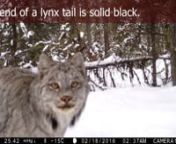 There are three wild cats in BC, the cougar is easily identified but bobcats and lynx can be mistaken for one another. This video shows you one of the key features of the the two smaller cats that will let you correctly identify what you are looking at.