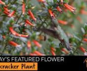 Subtle 1-minute foot traffic promo.nWant to attract hummingbirds to your yard? Late spring is a perfect time to plant flowers, but what specific plant species are guaranteed to attract hummingbirds? This mini-series,
