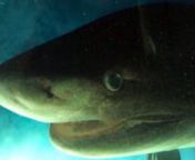Uma equipa de cientistas norte-americanos conseguiu captar nas águas profundas das Bahamas imagens únicas do tubarão-albafar (Hexanchus griseus), conseguindo pela primeira vez rastrear esta espécie no seu habitat natural.nn+info: https://zap.aeiou.pt/?p=266809nnFOOTAGE OceanX&#124;Alucia ProductionsnLOCUÇÃO Liliana MalainhonMÚSICA perception/bensound.com