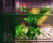 Fishtank as the body of social media user. The process of the user gradually being effected by influences on the internet and finally lost oneself.
