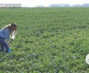 Romanian / EnglishnKiev, Ucraina - 2 noiembrie 2018nSoia modificată genetic este cultivată illegal și a fost scăpată de sub control în țara vecină, Ucraina. Analizele de laborator arată că 48% din culturile de soia testate de Agent Green sunt modificate geneticnnÎn timpul verii 2018, Agent Green a prelevat probe de soia din 6 regiuni ale Ucrainei unde se cultivă mai bine de jumătate din soia recoltată din această țară (Poltava, Khmelnytskyi, Kyiv, Kirovohrad, Zhytomyr și Vinnyt