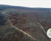 Cheile Nerei - Peste 15 hectare de păduri seculare de fag rase și un sit de travertin distrus from fag