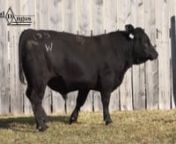 Half-brother sister mating back to Fair View Bar Lad 4218.  This is one of the highest Wean ratios in our sale.  The sire’s dam, DDA Hana 940, stayed in production for 19 years.  Her mother, Diamond Henretta 368, stayed in production for 22 years.  This pedigree also traces to our DDA Melisa 824. We have very good marks on this good bull.nAnother great maternal pedigree.  He will sire great trouble free mother cows that stay in production