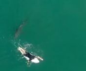 Den professionelle surfer Matt Wilkinson var på jagt efter den perfekte bølge ud for Sharpes Beach i den australske delstat New South Wales, da en 1,5 meter lang hvidhaj svømmede helt op bag ham og undersøgte de dinglende ben bag surfbrættet. Heldigvis bed hvidhajen ikke – og i samme sekund blev Matt advaret af højtalerne fra en livredder-drone over ham: “Der er en farlig haj i nærheden. Vend tilbage til stranden.” Sikkert i land kunne den chokerede surfer se de optagelser, der gjor