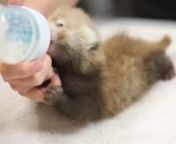 Zoo Knoxville is excited to announce the birth of a new male red panda cub born on June 16, 2020 at Boyd Family Panda Village. We remain the top zoo in the world for the breeding of endangered red pandas.nnZoo Knoxville is internationally recognized for their expertise in red panda husbandry, and is part of thenRed Panda Species Survival Plan. The SSP is a collaboration of North American zoos accredited by the Association of Zoos and Aquariums (AZA) working to save red pandas from extinction.