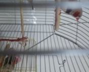 my two new Zebra Finches (Indiana