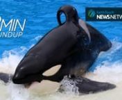 China announces plans to shut down its domestic ivory trade, Tilikum, the ‘Blackfish’ orca dies of unknown causes, we say goodbye to the world’s oldest panda and a snake-eating snake spotted in Australia!nnWant more? Subscribe to our weekly newsletter!nhttp://www.earthtouchnews.com/newsletter-signup/nnEarth Touch News Network nhttp://www.earthtouchnews.comnnNEWS SOURCESnnGOODBYE GRANNY nhttps://goo.gl/OD8HmInnPYTHON-EATING SNAKE nhttps://goo.gl/hQqKvynnCHINA’S IVORY TRADE TO END nhttps
